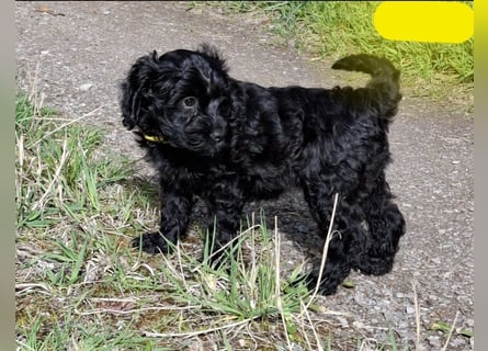 Cockapoo bereit zum Lieben!  - Schenken Sie sich selbst bedingungslose Liebe –