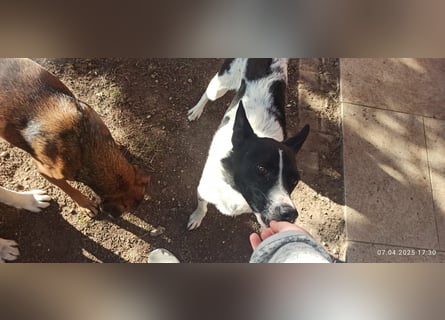 Oreo wartet in der Nähe von München