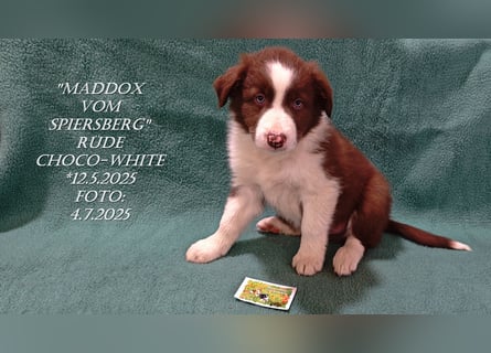 Border Collie-Welpen , black-,choco-,red-white und red-,black-merle