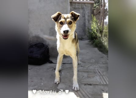 Familienhund Mortis sucht ein Zuhause