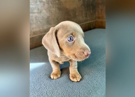 Zwerg Dackel Welpen in besonderen Farben (blue / choco / Harlekin) suchen tolles Zuhause