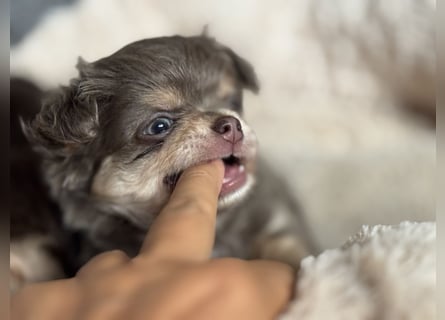 Wir haben aktuell Welpen. 2 Chihuahua Mädels