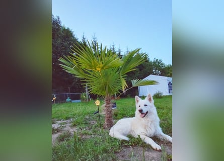 Welpen Weiße Schweizer Schäferhunde