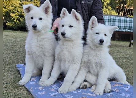 Weißer Schweizer Schäferhund / Welpen / Berger Blanc Suisse / puppies with FCI pedigree