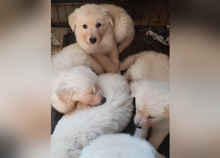 Golden Retriever X Berger blanc Suisse