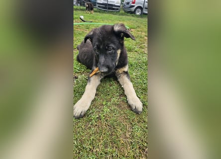 Osteuropäische Schäferhund Welpen