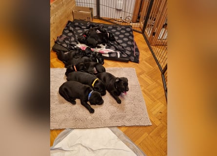 Labradorwelpen suchen bestes Zuhause