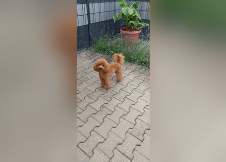 Zwergpudel mit Pedigree Ahnentafel