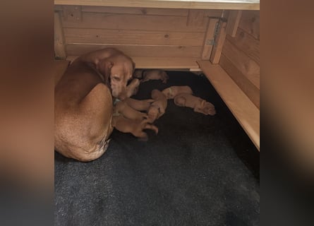 Reinrassige Magyar Vizsla Welpen mit Papieren – abzugeben ab 19.09.25