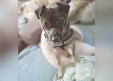 ❤️ MAKI - Liebe auf den 2. Blick? - 1 Jahr, 40cm/10kg