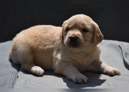 süße reinrassige Goldenretriever Welpen geboren