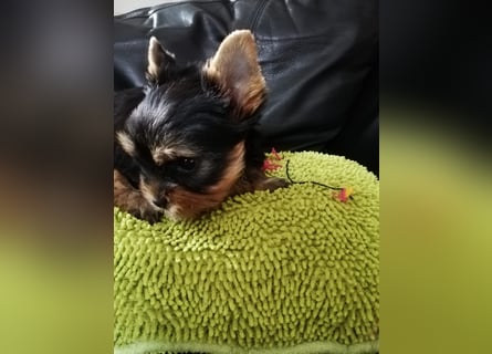 Yorkshire-Terrier Welpen,  reinrassig mit Ahnentafel sofort abgabebereit
