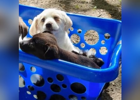 Labrador-Mischlingswelpe sucht liebevolles Zuhause