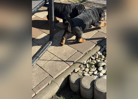 Bullpeiwelpen, Mischling aus englischer Bulldogge und Sharpei/Shar-Pei