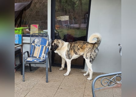 Transmontano  Herdenschutzhund / Wachhund