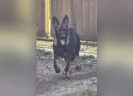 Dunkelgraue Schäferhunde aus Kör-u.Leistungzucht