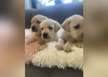 Labrador Welpen