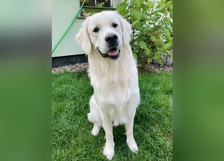 Golden Retriever Welpen vom Züchter – liebevoll & familiär aufgezogen