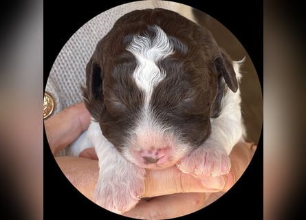 Lagotto - ein Herz aus Locken und Liebe