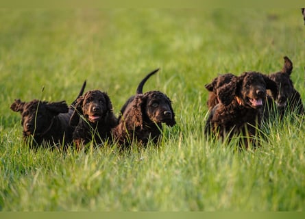 Irish Water Spaniel Welpen / Nichthaarend / FCI - VDH Zucht