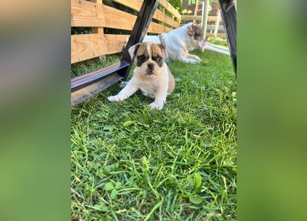 Zuckersüße Freiatmige Bulldoggenwelpen