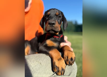 Dobermann Welpen Bohemia Gotika