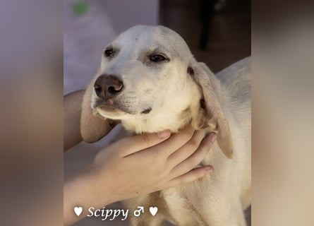 Scippy  und Kea suchen ab sofort ein Zuhause