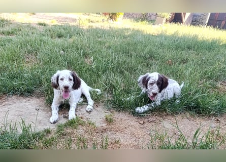English setter Welpen (3 Rüden, 2 Hündinnen)