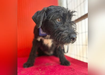 knuffiger kleiner THEO - 8 Monate, 40cm/9kg - Schnauzer-Mix