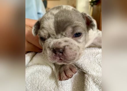 Süsse Französische Bulldoggenbabies sind da!