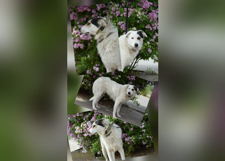 Verschiedene tolle Fellnasen  suchen ein  Zuhause
