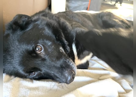 Labrador - Flat Coated Retriever Mix Rüde (5-7 Jahre, kastriert), freundlicher Anfängerhund