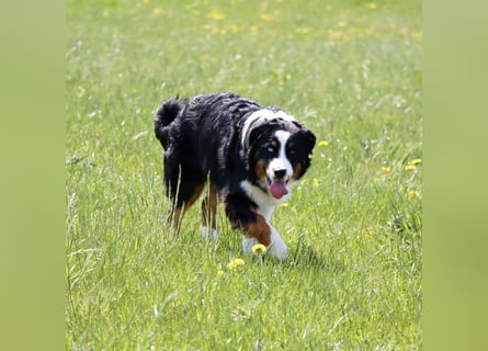 Australian Shepherd sucht Pflegefamilie