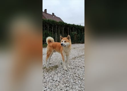 Akita Inu Welpen