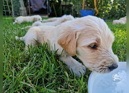 Labradoddle F1