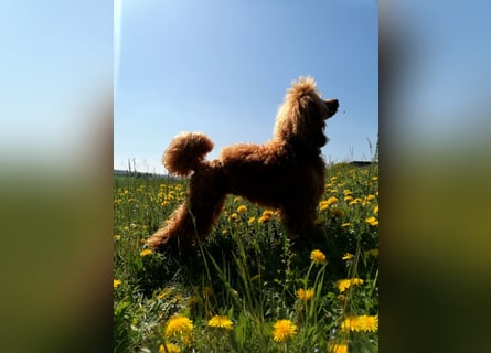 Kleinpudel Zwergpudel in rot red, vererbt auch tan bzw. loh