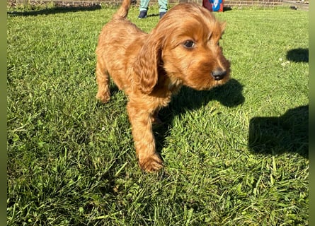 2 Zauberhafte Cockapoo Welpen Rüden  mit Ahnentafel