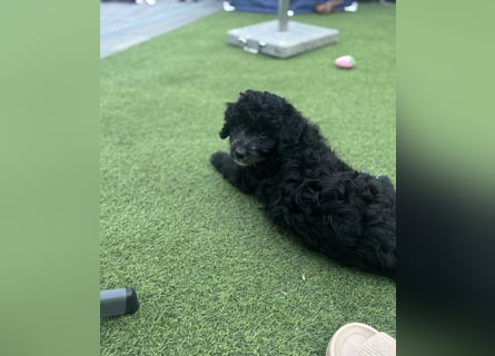 Labradoodle