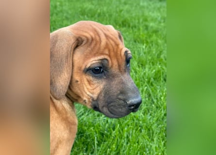 Rhodesian Ridgeback Welpen