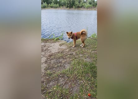 Shiba inu Welpen.   vom Haus Joe   ,Liebhaberzucht