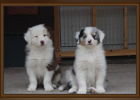 Australian Shepherd - Traumwelpen -KEINE Arbeitslinie-aus langjähriger Familienaufzucht.