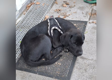 Liebevoller schwarzer Labrador (Rüde)