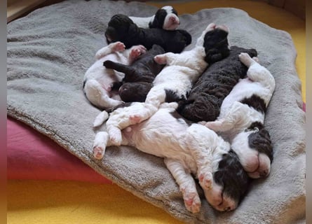 Lagotto Romagnolo Welpen mit LRWD e.V./ VDH Papieren