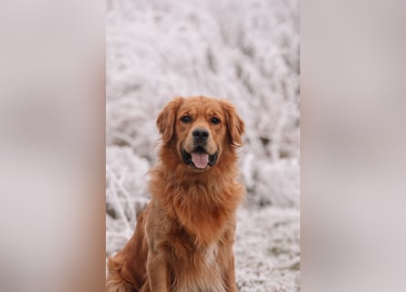 Golden Retriever Welpen mit Ahnentafel