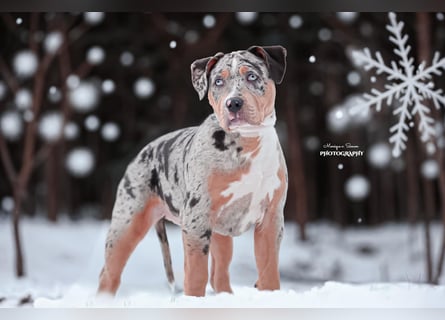 American bully xl/xxl mit Abkc Papieren