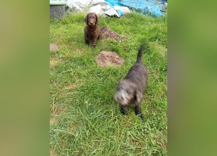 Labradoodle Welpen