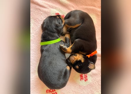 Dobermann Welpen Bohemia Gotika