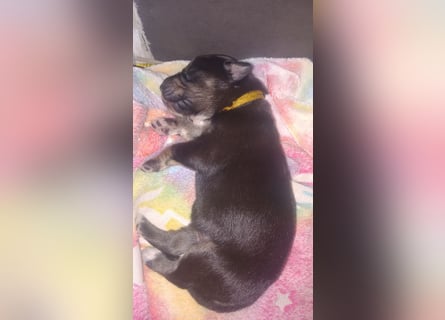 Australian shepherd border colli mix welpen Mitte Mai
