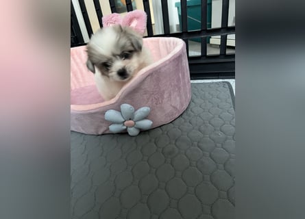 Maltipoo - Welpen - Rüden und Hündin