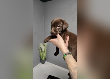 Labradorwelpen suchen ihre neue Familie
